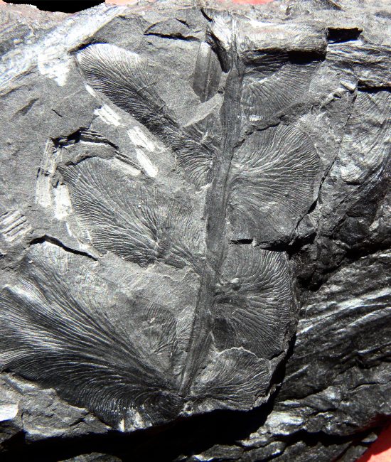 Neuropteris bourozii